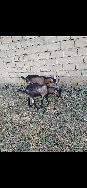 Alpin erkək 7 ayliq çəpişlər. qiymət sondur at lalafo.az Alpin erkək 7 ayliq çəpişlər. qiymət sondur