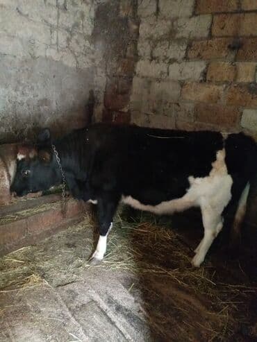 Dana, buzov, Dişi, Holsteyn, ay: 1, 1 kq, Damazlıq, Ünvandan götürmə lalafo.az -da Dana, buzov, Dişi, Holsteyn, ay: 1, 1 kq, Damazlıq, Ünvandan götürmə