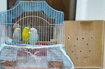 1 erkək 2 dişi papuqay.Açıq göy olan erkəkdi,digər 2-si isə dişi.Qəfəs lalafo.az -da 1 erkək 2 dişi papuqay.Açıq göy olan erkəkdi,digər 2-si isə dişi.Qəfəs