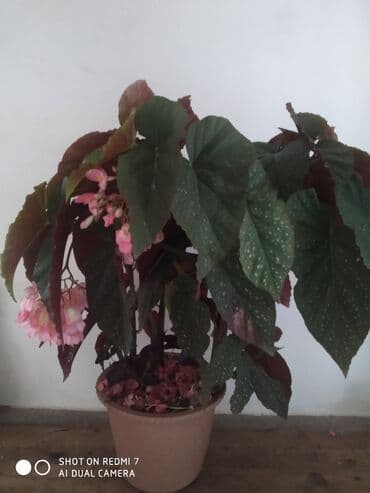 Məhsul: Qazanlı otaq bitkisi – begoniya (angel wing/Polka Dot begonia lalafo.az -da Məhsul: Qazanlı otaq bitkisi – begoniya (angel wing/Polka Dot begonia