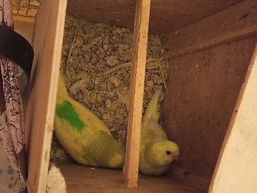 Cut 2 balasi qefesle 60 azn 4 qus lalafo.az -da Cut 2 balasi qefesle 60 azn 4 qus