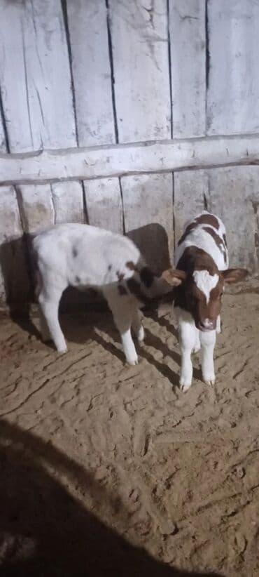 Буйволы: 1 həftəlik buzovlardı 1 erker 1 dişi at lalafo.az — 4 Буйволы: 1 həftəlik buzovlardı 1 erker 1 dişi — 4