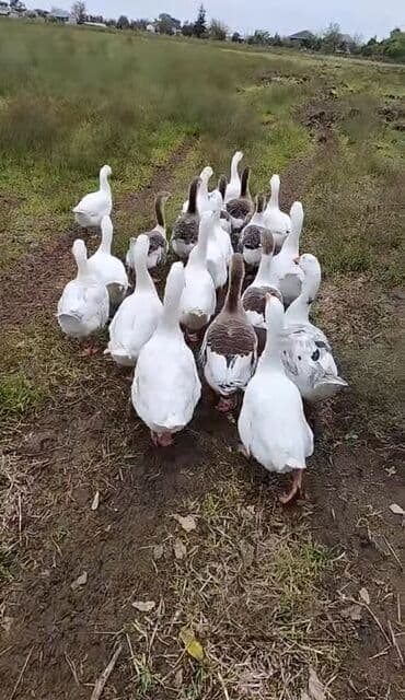 Salam. Elanı sona qədər oxuyun, sonra əlaqə saxlayın. Yerli qazlar lalafo.az -da Salam. Elanı sona qədər oxuyun, sonra əlaqə saxlayın. Yerli qazlar