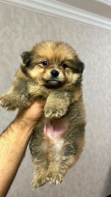 Şpitz lalafo.az -da Şpitz