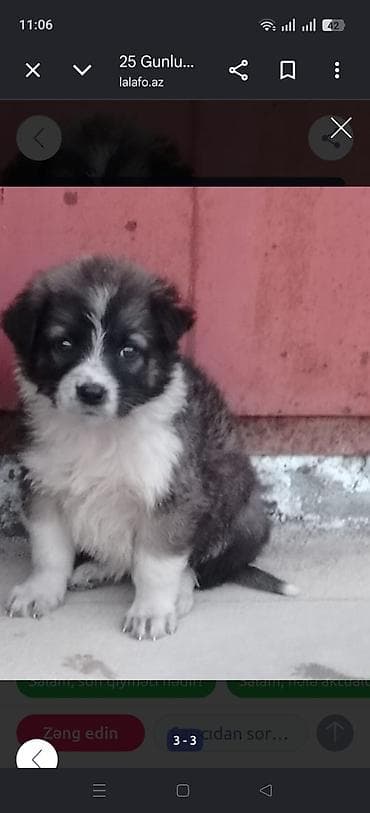 Qurdbasar, 1 ay, Erkek, Peyvəndli lalafo.az -da Qurdbasar, 1 ay, Erkek, Peyvəndli