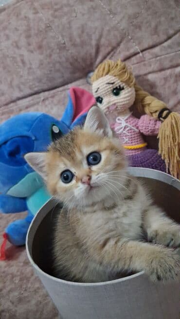 Qızıl şinşilla, Dişi, Yaxşı əllərə lalafo.az -da Qızıl şinşilla, Dişi, Yaxşı əllərə