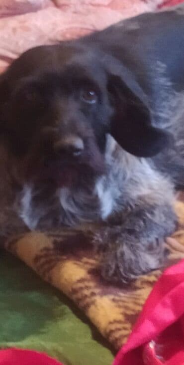 Bu itin eynisi kimdə varsa alıram mümkünsə bala olsun cinsi ov iti lalafo.az -da Bu itin eynisi kimdə varsa alıram mümkünsə bala olsun cinsi ov iti