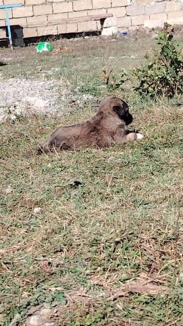 Qurdbasar, 2 ay, Erkek, Ünvandan götürmə lalafo.az -da Qurdbasar, 2 ay, Erkek, Ünvandan götürmə