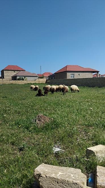 Topa qoyunlar satılır ana bala var lalafo.az -da Topa qoyunlar satılır ana bala var