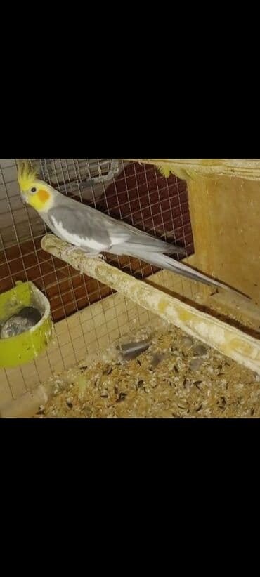 Hazir erkey tam hazirdi dişini satmisam tək qalib 2 dəfe bala almisam lalafo.az -da Hazir erkey tam hazirdi dişini satmisam tək qalib 2 dəfe bala almisam