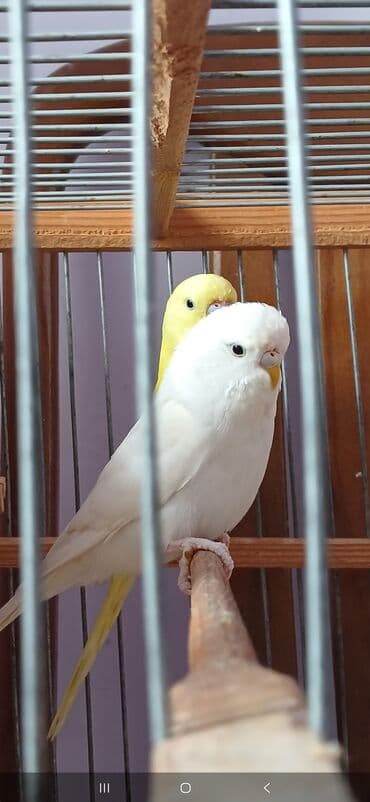 Temiz qara goz disi cex lalafo.az -da Temiz qara goz disi cex