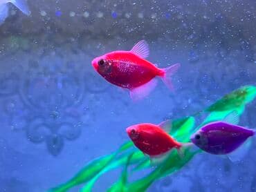 Glofish, Sülhsevər lalafo.az -da Glofish, Sülhsevər