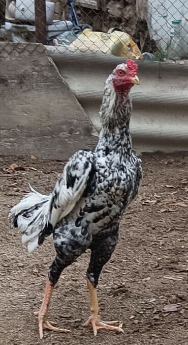 Mayalı Pileymut Heyratl yumurtaları biri 2 manata catdırılma yoxdur lalafo.az -da Mayalı Pileymut Heyratl yumurtaları biri 2 manata catdırılma yoxdur