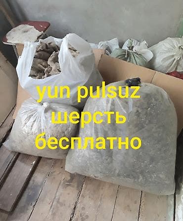 Qoyun yunu pulsuz verilir. 10-11 kq. Отдаётся бесплатно овечья шерсть lalafo.az -da Qoyun yunu pulsuz verilir. 10-11 kq. Отдаётся бесплатно овечья шерсть