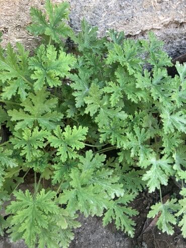 Yaşıl yarpaqları olan bu geranium bitkisi müxtəlif əkin sahələri üçün lalafo.az -da Yaşıl yarpaqları olan bu geranium bitkisi müxtəlif əkin sahələri üçün