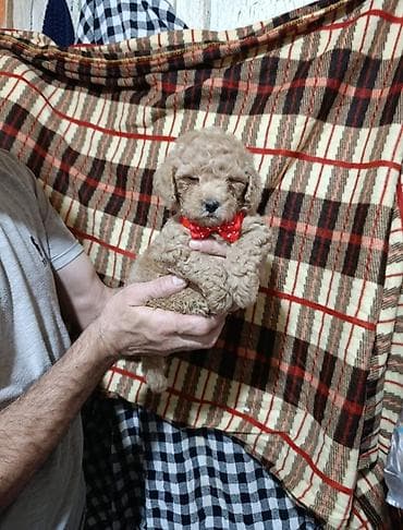 Pudel, 2 ay, Erkek lalafo.az -da Pudel, 2 ay, Erkek