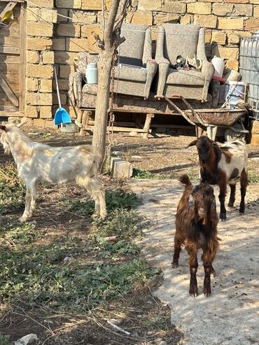 Erkək, Alpine, Hələb, il: 1, 18 kq, Damazlıq, Ətlik, Ünvandan götürmə, Ödənişli çatdırılma lalafo.az -da Erkək, Alpine, Hələb, il: 1, 18 kq, Damazlıq, Ətlik, Ünvandan götürmə, Ödənişli çatdırılma