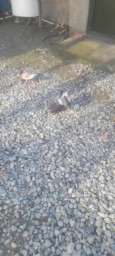 Salam pavlin mayadi isdeyen olsa deyise de bilerem ikdene maya veren lalafo.az -da Salam pavlin mayadi isdeyen olsa deyise de bilerem ikdene maya veren