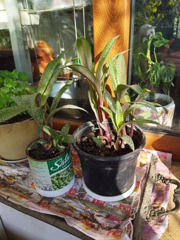 Эпифулум,бильбергия,ледебурия lalafo.az -da Эпифулум,бильбергия,ледебурия