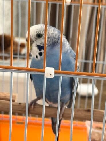 Лекарства для животных: Dalğalı iki cüt tutuquşular tam dəst qəfəs və yuvalıq ile bir yerde at lalafo.az — 5 Лекарства для животных: Dalğalı iki cüt tutuquşular tam dəst qəfəs və yuvalıq ile bir yerde — 5