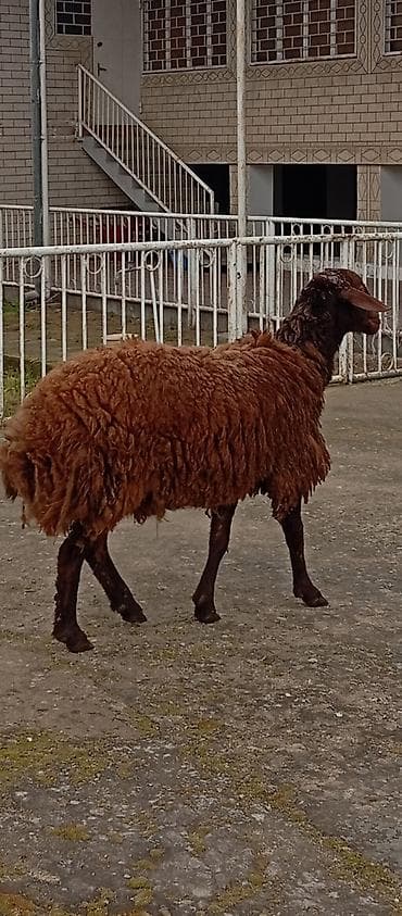 Salam ünvan Bakıin maştağa kendi əsil qoyun sürmək ukundu qoçdu reyal lalafo.az -da Salam ünvan Bakıin maştağa kendi əsil qoyun sürmək ukundu qoçdu reyal