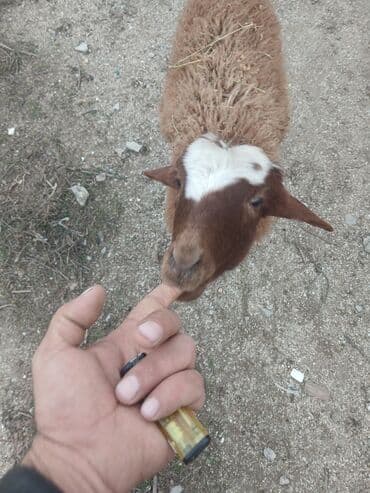 Erkek quzudu.6,ayLlq.əl heyvanldl. 250m.qiymet sondu! lalafo.az -da Erkek quzudu.6,ayLlq.əl heyvanldl. 250m.qiymet sondu!