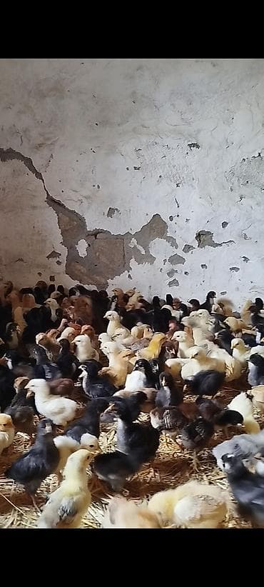 20 günlük superaktiv, Tam Sağlam təmiz kənd cücələrimiz satışda. Tam lalafo.az -da 20 günlük superaktiv, Tam Sağlam təmiz kənd cücələrimiz satışda. Tam