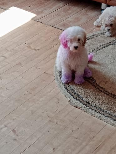 Pudel lalafo.az -da Pudel