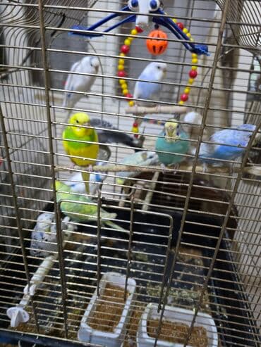 Сёдла: Salam gördüynüz papuqaylar satılır.her rengde var 10 eded quşdu 2 at lalafo.az — 4 Сёдла: Salam gördüynüz papuqaylar satılır.her rengde var 10 eded quşdu 2 — 4