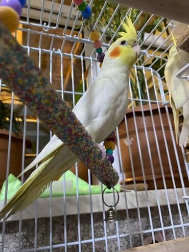 Tam saglam 3 aylıq karella quşları cinsiyətlərin bilmirəm öz lalafo.az -da Tam saglam 3 aylıq karella quşları cinsiyətlərin bilmirəm öz