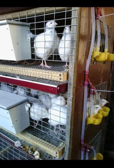 Bildirçin Bunker yem qabları və qəfəslərin istənilən sayda sifarişlə lalafo.az -da Bildirçin Bunker yem qabları və qəfəslərin istənilən sayda sifarişlə