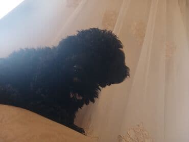 Pudel, 3 ay, Erkek, Peyvəndli, Ünvandan götürmə lalafo.az -da Pudel, 3 ay, Erkek, Peyvəndli, Ünvandan götürmə