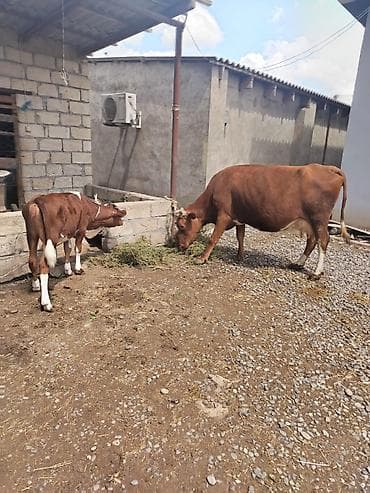 Cins heyvandı hazırda 17.18 litir süd verir yaxşı yemlə 24 litirə at lalafo.az Cins heyvandı hazırda 17.18 litir süd verir yaxşı yemlə 24 litirə