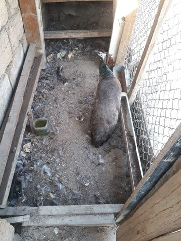 Məhsul: Tavus quşu (dişi) Təsvir: - Şəkillərdə olan dişi tavus quşu - lalafo.az -da Məhsul: Tavus quşu (dişi) Təsvir: - Şəkillərdə olan dişi tavus quşu -