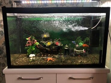 Akvarium-şkaf, Balıqlarla birlikdə, 160 l, Ünvandan götürmə lalafo.az -da Akvarium-şkaf, Balıqlarla birlikdə, 160 l, Ünvandan götürmə