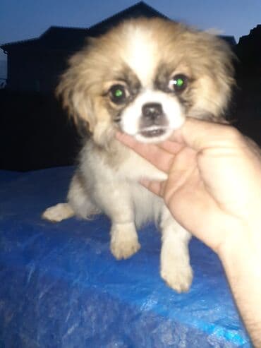 Pekines, 2 ay, Dişi, Ödənişli çatdırılma lalafo.az -da Pekines, 2 ay, Dişi, Ödənişli çatdırılma