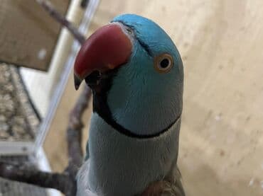 Məhsul: Halqa boyunlu parakitlər (Alexandrine/Indian Ringneck növü) lalafo.az -da Məhsul: Halqa boyunlu parakitlər (Alexandrine/Indian Ringneck növü)