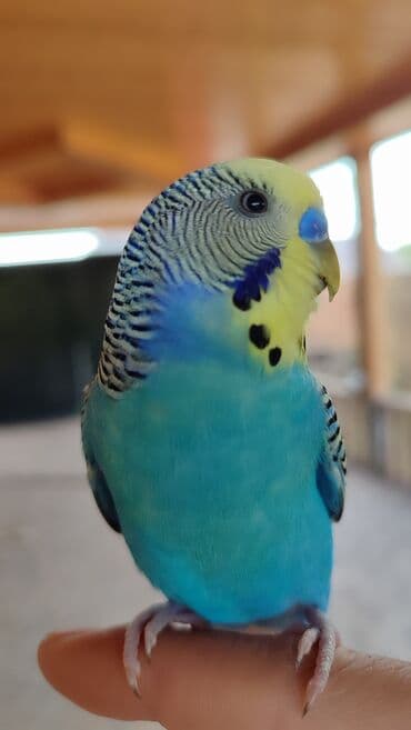 Mavi və sarı rənglərdə olan bu dalğalı tutuquşu ev heyvanı kimi lalafo.az -da Mavi və sarı rənglərdə olan bu dalğalı tutuquşu ev heyvanı kimi