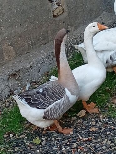 Dişi, Damazlıq, Ünvandan götürmə lalafo.az -da — 3 Dişi, Damazlıq, Ünvandan götürmə — 3