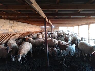 Dişi, il: 1, Damazlıq, Ünvandan götürmə lalafo.az -da Dişi, il: 1, Damazlıq, Ünvandan götürmə