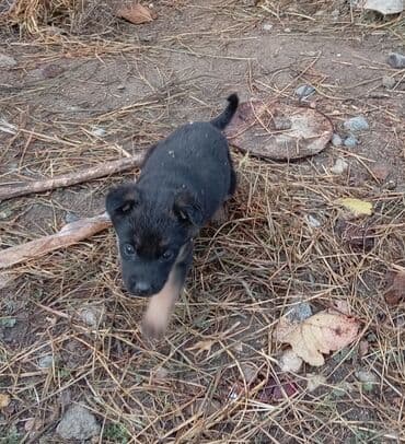 Alman çoban iti lalafo.az -da Alman çoban iti