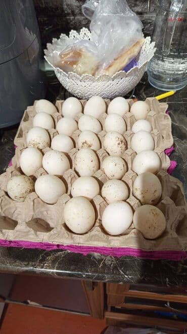 Yaşılbaş ördək yumurtalari satilir mayalidi. Çox olduğu üçün satıram lalafo.az -da Yaşılbaş ördək yumurtalari satilir mayalidi. Çox olduğu üçün satıram