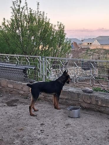 Doberman, 1 il, Dişi, Peyvəndli, Ünvandan götürmə lalafo.az -da Doberman, 1 il, Dişi, Peyvəndli, Ünvandan götürmə