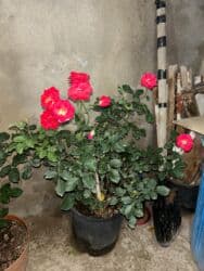 Удобрения: Ətirli pelargonium (sardunya) – iri, sıx yarpaqlı otaq bitkisi. - at lalafo.az — 3 Удобрения: Ətirli pelargonium (sardunya) – iri, sıx yarpaqlı otaq bitkisi. - — 3