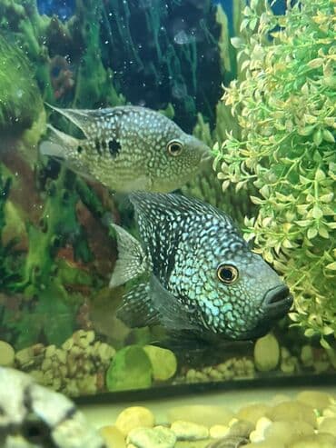 Cixlid balığı, Yırtıcı lalafo.az -da Cixlid balığı, Yırtıcı