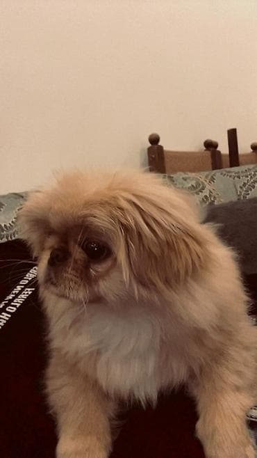 Pekines, 5 ay, Erkek, Ödənişli çatdırılma lalafo.az -da Pekines, 5 ay, Erkek, Ödənişli çatdırılma
