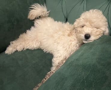 Pudel, 3 ay, Peyvəndli, Ünvandan götürmə lalafo.az -da Pudel, 3 ay, Peyvəndli, Ünvandan götürmə