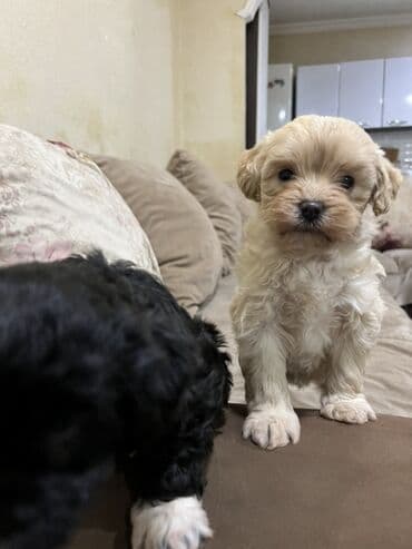 1 ay, Erkek lalafo.az -da 1 ay, Erkek