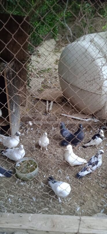 Goyercinler satilir qiymet elanda var nomrenin vaccabiyla əlaqə lalafo.az -da Goyercinler satilir qiymet elanda var nomrenin vaccabiyla əlaqə