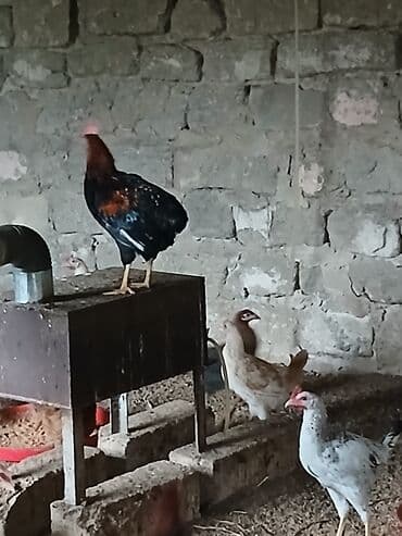 Toyuq, Damazlıq lalafo.az -da Toyuq, Damazlıq